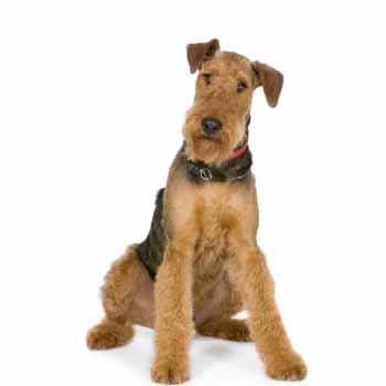 Airedale terier