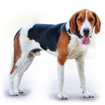 Americký foxhound