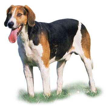 Anglický foxhound