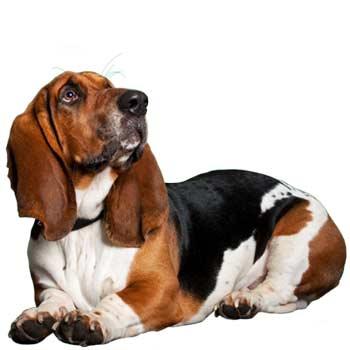 Artésko-normanský basset