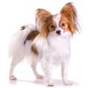Malý kontinentální španěl (papillon)