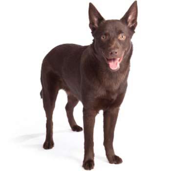 Australský kelpie