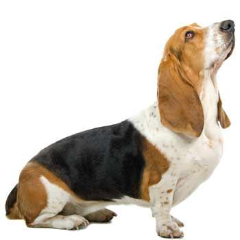 Basset hound