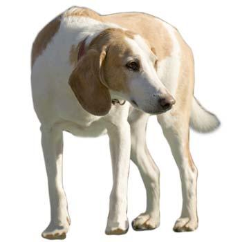 Beagle-harrier