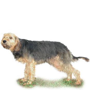 Bosenský drsnosrstý honič