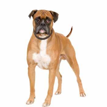 Boxer