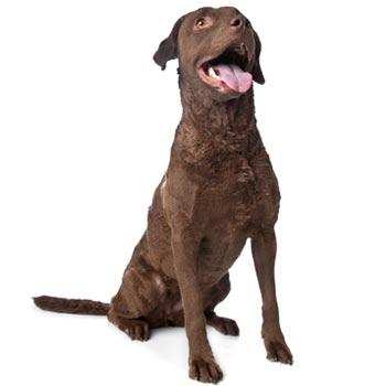 Chesapeake Bay Retriever