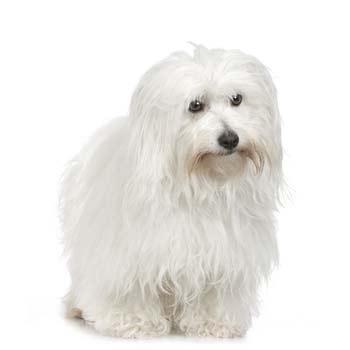 Coton de Tuléar