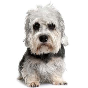 Dandie Dinmont terier