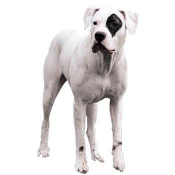 Dogo argentino