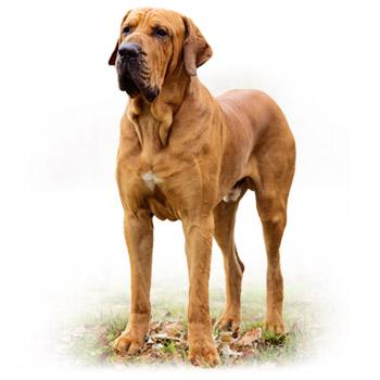 Fila brasileiro