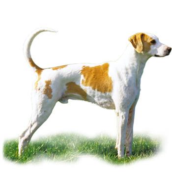 Francouzský bílo-oranžový honič