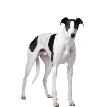 Anglický chrt (Greyhound)