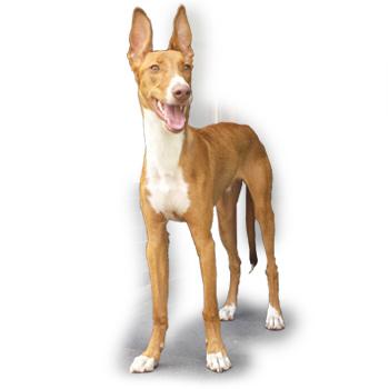 Kanárský podenco