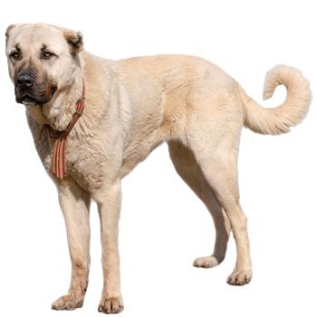 Kangal