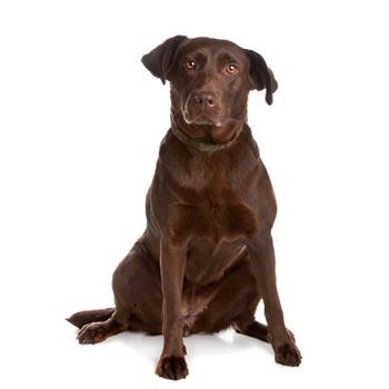 Labradorský retriever