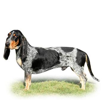 Modrý gaskoňský basset