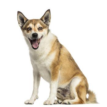 Norský lundehund