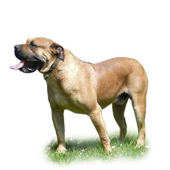 Presa Canario