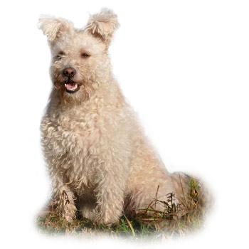 Pumi