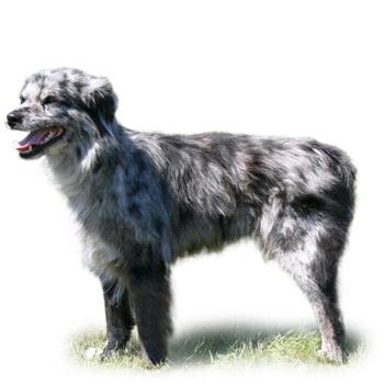 Pyrenejský ovčák krátkosrstý