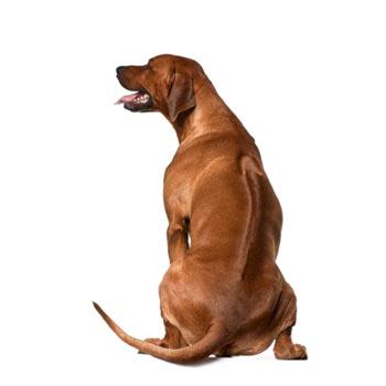 Rhodéský ridgeback