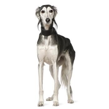 Saluki - Perský chrt