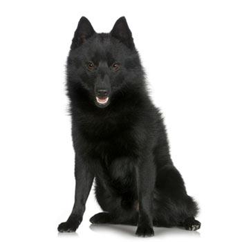 Schipperke