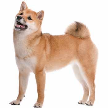 Shiba