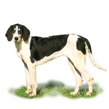 Velký anglo-francouzský černo-bílý honič
