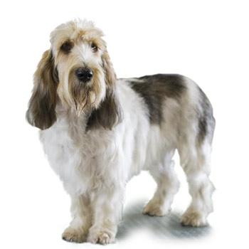Velký vendéeský basset grifon