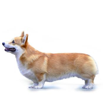 Welsh Corgi Pembroke
