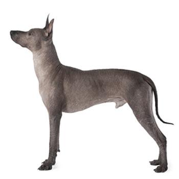 Xoloitzcuintle