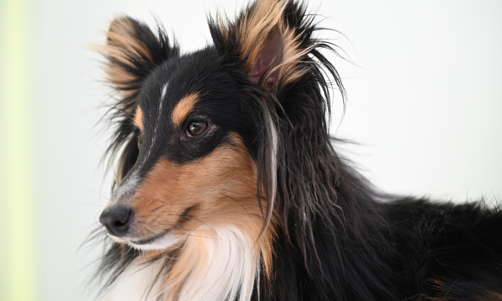 Kavalír King Charles španěl